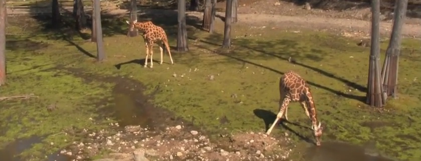 VIDEO | U kavezu ljudi, a ne životinje!
