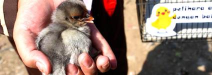 Školski portal: Grad školarcima poklanja piliće kako bi ih odvratili od mobitela