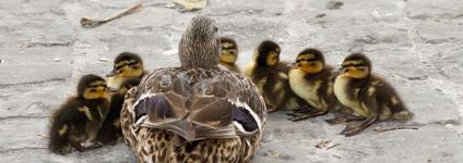 Školski portal: Jer sam ja tako rekla