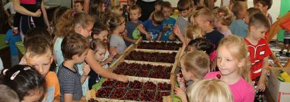 Školski portal: Trešnje za osnovnoškolce i vrtićke mališane