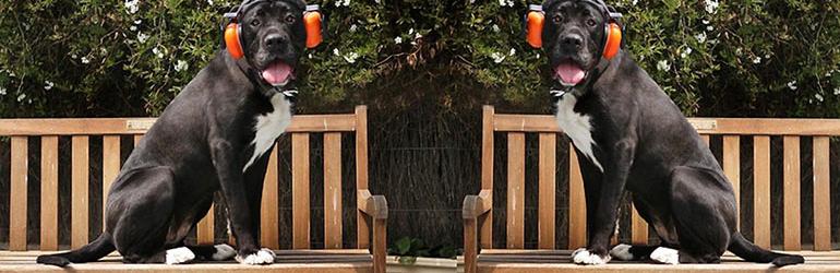 Čarobnjakovi šegrti