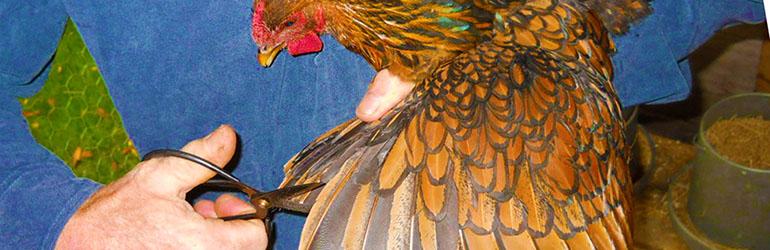 Podrezivači krila vs. učitelji mačevanja